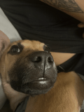 cool dog